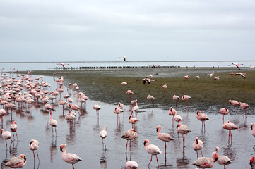 Flamants rose a Swakopmund, Namibie