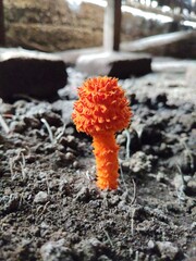 Golden scruffy collybia