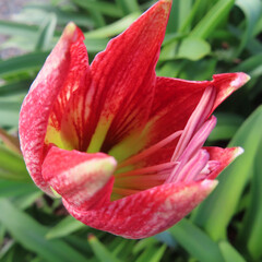 日本で秋にアマリリスが赤い花を咲かせています