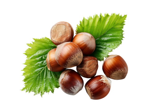 Fresh Hazelnuts With Green Leaf on Transparent Background