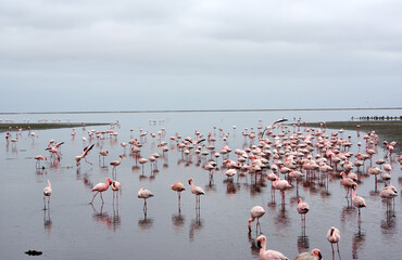 Flamants rose a Swakopmund, Namibie