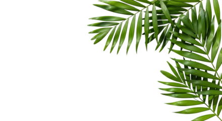 Vibrant green, fresh tropical palm leaves in L-shape on bright white studio background, hard light, sharp shadows, negative space for text. Concept of natural elegance and growth