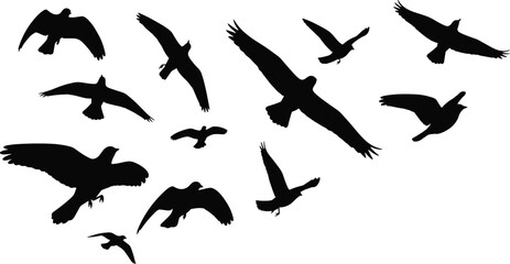 Dynamic black silhouette set of diverse flying birds, including large raptors and small birds, arranged in a flock formation, symbolizing teamwork, freedom, nature, and aerial movement
