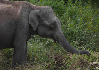 Asiatic elephant in its natural habitat 