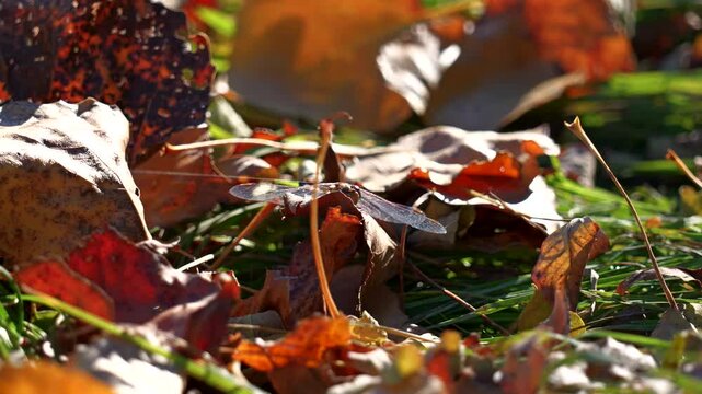 Tiny dragonfly resting on leaves in the sun