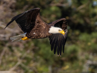 Bald Eagle Banking in Flight with Wings Flared