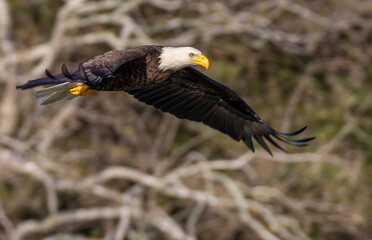 Bald Eagle Banking in Flight with Wings Flared