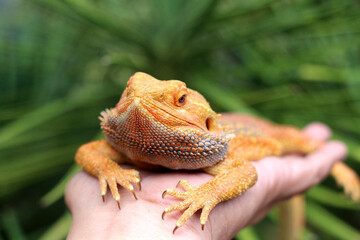 Bearded dragon lizard on Natural Habitat ,Close up image of Inland Bearded Dragon (Pogona vitticeps), Australian Bearded Dragon 