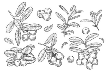 Cranberry. Black line sketch collection of fruits and berries isolated on white background. Doodle hand drawn fruits.