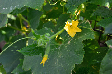 Young Cucumber Growing on the Vine with Yellow Flower in the garden
