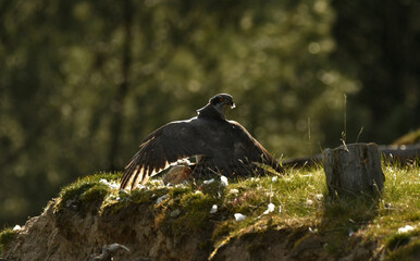 azor con presa en el bosque