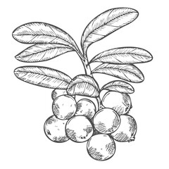 Cranberry branch on a white background. Hand drawn vector illustration of cranberry or cowberry.