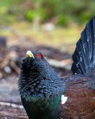 An agitated capercaillie (Tetrao urogallus) stands by the roadside on a forest road. Close up, portrait bird photography taken in Sweden in springtime.	Swedish nature.
