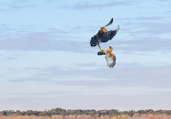 A beautiful Northern harrier (Circus cyaneus, family comprising hawks) and Eastern Buzzard in flight for fighting