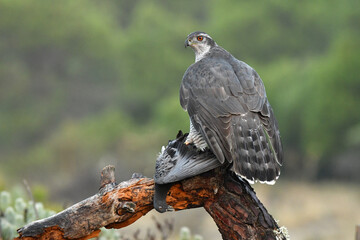 azor con presa en el bosque