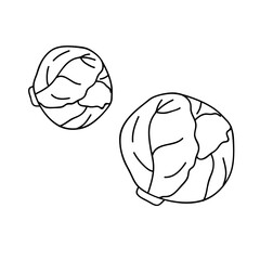 Brussels sprouts in doodle style on a white background. Food illustration, vegetarian