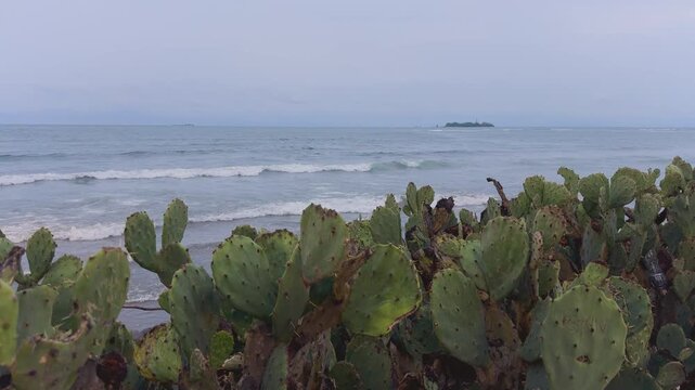 Nopales del mar 