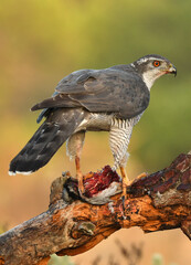 azor con presa en el bosque