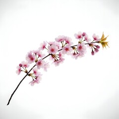 Fototapeta premium pink cherry blossom