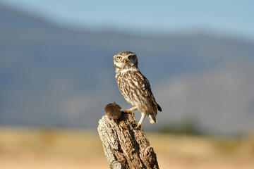 mochuelo en el campo