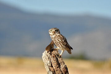 mochuelo en el campo