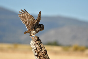 mochuelo en el campo