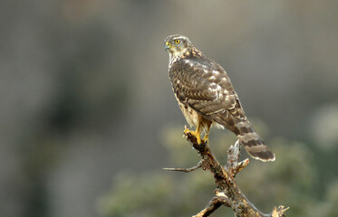 joven azor en una rama