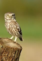 mochuelo en el campo