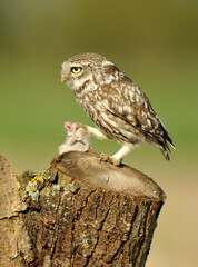 mochuelo en el campo