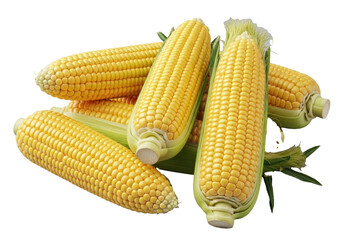 Multiple fresh corn on the cob with plump, glistening yellow kernels and partially peeled green husks, arranged on a pristine transparent background, concept for culinary advertising