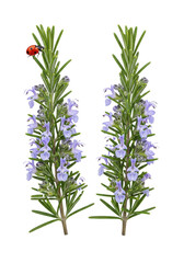Two fresh green rosemary sprigs with delicate purple-blue flowers on transparent, a vibrant red ladybug mid-flight near the left sprig, highly detailed botanical study concept