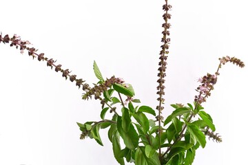 Naklejka premium green Tulsi, holy basil plant leaves with flowers isolated on white background 