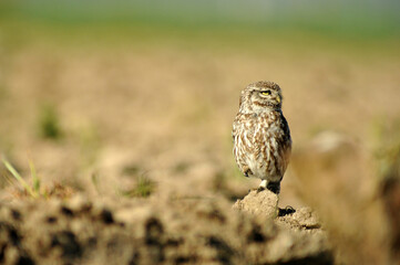 mochuelo en el campo capturando presas