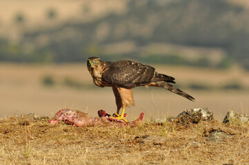 joven azor en el campo