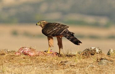 joven azor en el campo