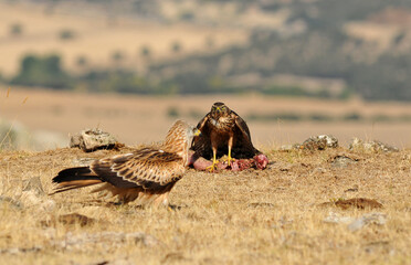 joven azor en el campo