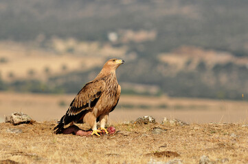 joven aguila imperial