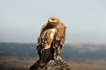 joven aguila imperial