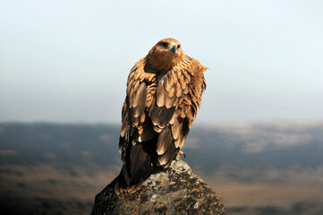 joven aguila imperial
