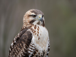 Majestic red-tailed hawk portrait showcasing its intense gaze and striking plumage, perfect for nature documentaries and wildlife conservation campaigns