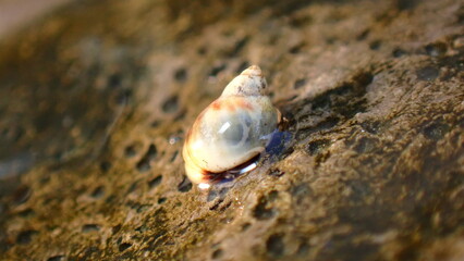 Small periwinkle (Melarhaphe neritoides) during low tide in the littoral zone, Ligurian Sea, Italy, Imperia