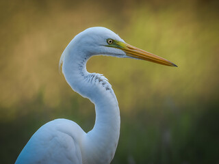 Fototapeta premium Elegant great egret portrait showcasing striking white plumage and sharp beak in serene nature setting, ideal for conservation or wildlife themes