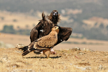 joven aguila imperial