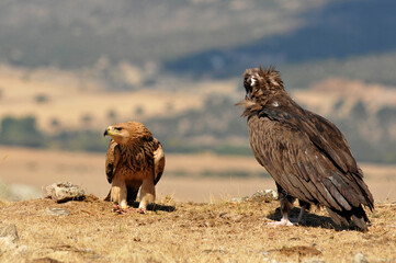 joven aguila imperial