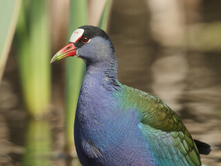 Elegant purple gallinule bird displaying vibrant plumage near tranquil water, perfect for nature documentaries or conservation campaigns about rare wildlife