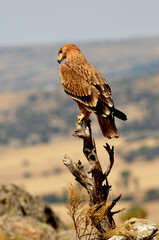joven aguila imperial