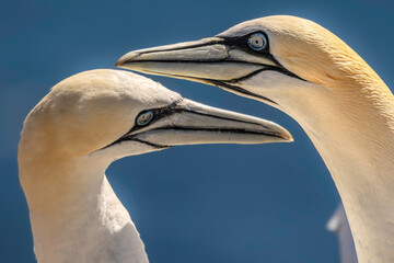 Portrait of two individuals of the Northern gannet species (Morus bassanus), one of many forming colony on the cliffs of Helgoland island, Germany. Selective focus on bird's eye on the right side