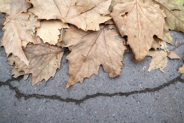 Fallen autumn leaves on the ground. Autumn background. Top view.