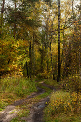 A walk in the autumn forest. Traveling along forest trails.