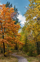 A walk in the autumn forest. Traveling along forest trails.
